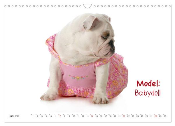 Produktbild: English Bulldog XXL Models (Wandkalender 2026 DIN A3 quer), CALVENDO Monatskalender