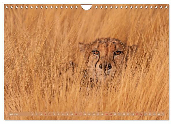 Produktbild: Afrikas Tierwelt - Geparde (Wandkalender 2026 DIN A4 quer), CALVENDO Monatskalender