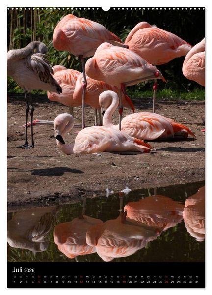 Produktbild: Flamingos - Eleganz in Rot und Rosa (Wandkalender 2026 DIN A2 hoch), CALVENDO Monatskalender