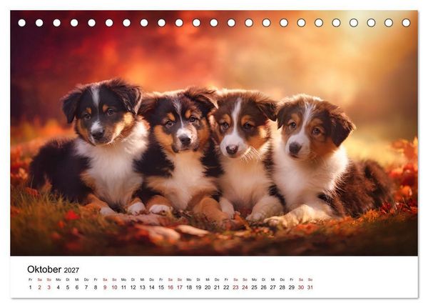 Produktbild: Born to run - Ein Jahr mit Australian Shepherds (Tischkalender 2027 DIN A5 quer), CALVENDO Monatskalender