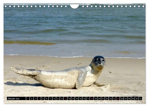 Produktbild: T&ouml;werland Juist (Wandkalender 2026 DIN A4 quer), CALVENDO Monatskalender
