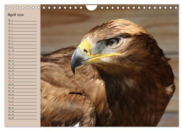 Produktbild: Der Steinadler. Majest&auml;tischer Greifvogel (Wandkalender 2026 DIN A4 quer), CALVENDO Monatskalender