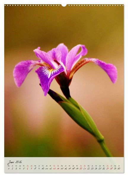 Produktbild: Florale Meisterwerke der Natur (hochwertiger Premium Wandkalender 2026 DIN A2 hoch), Kunstdruck in Hochglanz
