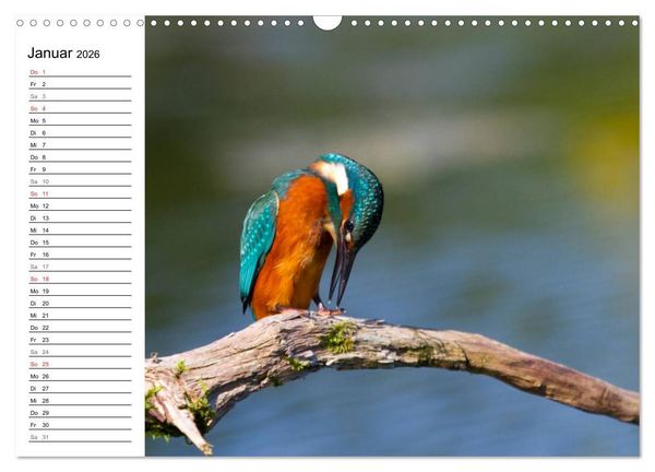 Produktbild: Eisv&ouml;gel (Wandkalender 2026 DIN A3 quer), CALVENDO Monatskalender