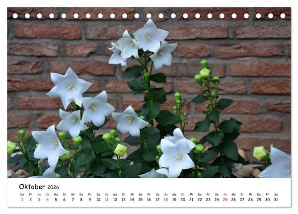 Produktbild: Mein Garten Eine Leidenschaft (Tischkalender 2026 DIN A5 quer), CALVENDO Monatskalender