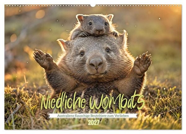 Produktbild: Niedliche Wombats - Australiens flauschige Beuteltiere zum Verlieben (Wandkalender 2027 DIN A2 quer), CALVENDO Monatskalender