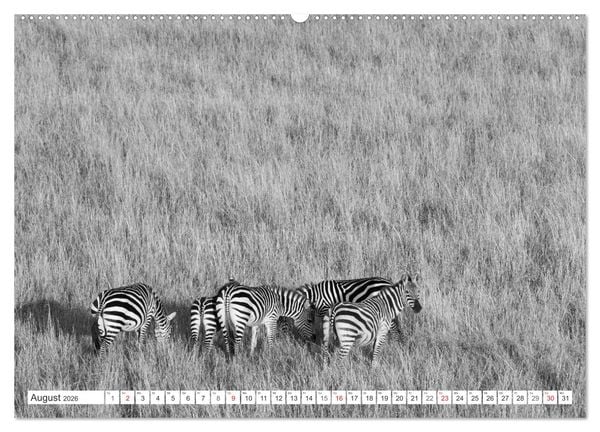 Produktbild: Emotionale Momente: Zebras - black & white. (Wandkalender 2026 DIN A2 quer), CALVENDO Monatskalender
