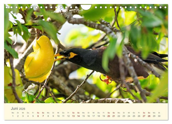 Produktbild: Traumhafte Seychellen (Wandkalender 2026 DIN A4 quer), CALVENDO Monatskalender