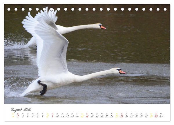 Produktbild: Schw&auml;ne, Liebe f&uuml;r die Ewigkeit (Tischkalender 2026 DIN A5 quer), CALVENDO Monatskalender