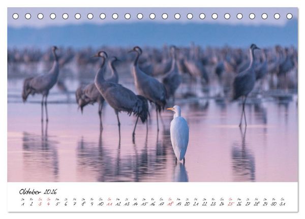 Produktbild: Kraniche am Schlafplatz - im Naturparadies der Mecklenburgischen Seenplatte (Tischkalender 2026 DIN A5 quer), CALVENDO Monatskalender