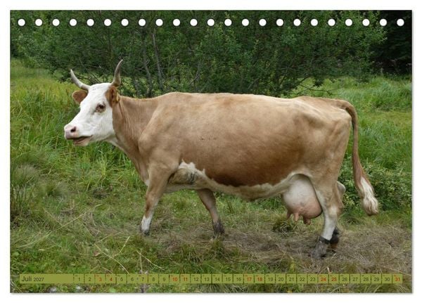 Produktbild: Schwarzwald-K&uuml;he - Die Hinterw&auml;lder (Tischkalender 2027 DIN A5 quer), CALVENDO Monatskalender