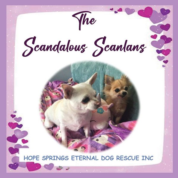 Produktbild: The Scandalous Scanlan's