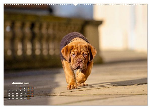 Produktbild: Eine kleine Bordeauxdogge entdeckt die Welt (Wandkalender 2026 DIN A2 quer), CALVENDO Monatskalender