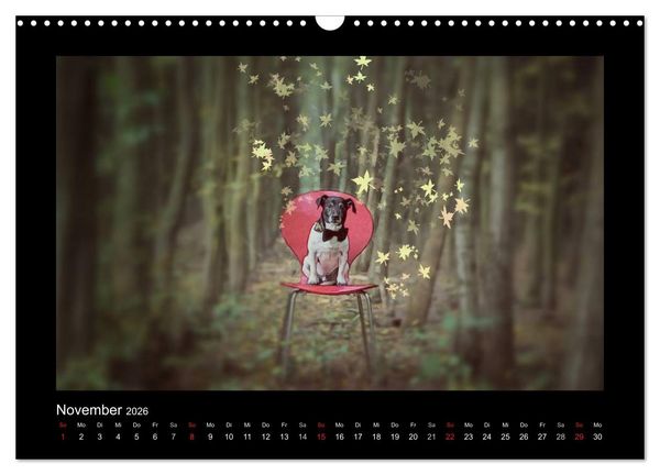 Produktbild: Jack Russell Terrier.....Ein Verwandlungsk&uuml;nstler namens Jake (Wandkalender 2026 DIN A3 quer), CALVENDO Monatskalender