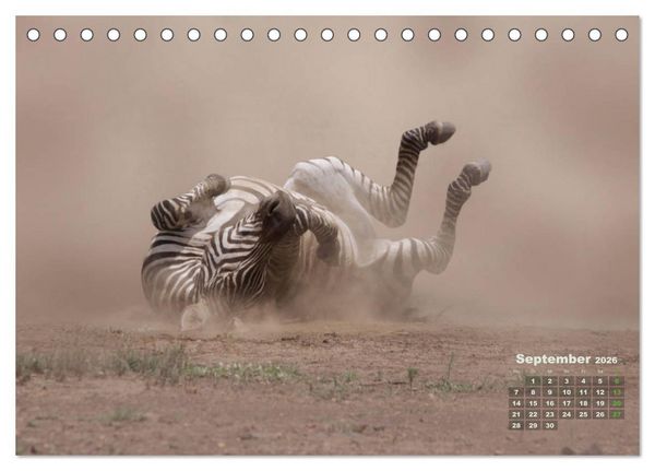 Produktbild: WILDE TIERE IN AKTION (Tischkalender 2026 DIN A5 quer), CALVENDO Monatskalender