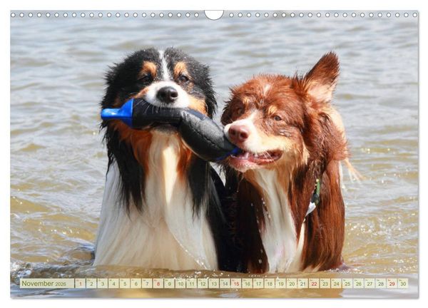 Produktbild: Australian Shepherd - H&uuml;tehunde mit Familienanschluss (Wandkalender 2026 DIN A3 quer), CALVENDO Monatskalender
