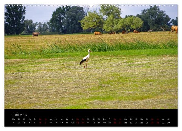Produktbild: Elberadweg Coswig (Anhalt) (hochwertiger Premium Wandkalender 2026 DIN A2 quer), Kunstdruck in Hochglanz