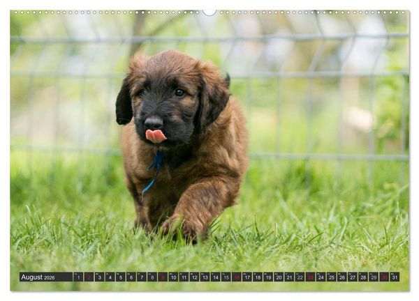 Produktbild: Briard-Welpen - Knuddelb&auml;ren zum Verlieben (hochwertiger Premium Wandkalender 2026 DIN A2 quer), Kunstdruck in Hochglanz
