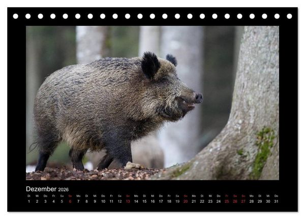 Produktbild: Wolf, Luchs und Co. - Tierbilder aus dem Bayerischen Wald (Tischkalender 2026 DIN A5 quer), CALVENDO Monatskalender