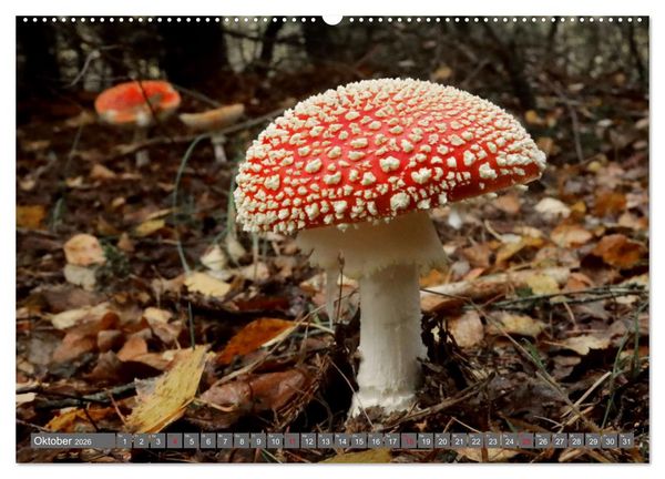 Produktbild: PILZE IM WALD (hochwertiger Premium Wandkalender 2026 DIN A2 quer), Kunstdruck in Hochglanz