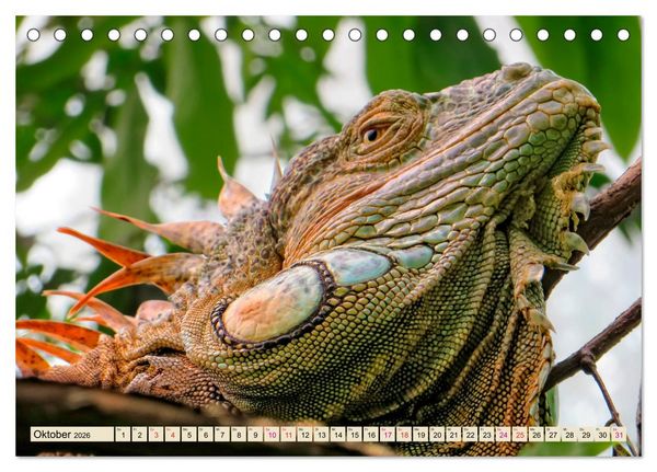 Produktbild: Wundersch&ouml;ner Leguan (Tischkalender 2026 DIN A5 quer), CALVENDO Monatskalender