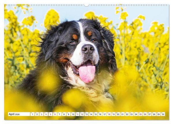 Produktbild: Berner Sennenhund - Eine Liebe f&uuml;r&acute;s Leben (hochwertiger Premium Wandkalender 2026 DIN A2 quer), Kunstdruck in Hochglanz