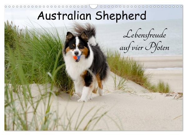 Produktbild: Australian Shepherd - Lebensfreude auf vier Pfoten (Wandkalender 2026 DIN A3 quer), CALVENDO Monatskalender
