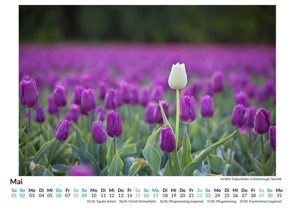Produktbild: Tulpen