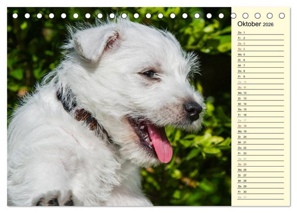 Produktbild: Kobold auf 4 Pfoten - West Highland White Terrier (Tischkalender 2026 DIN A5 quer), CALVENDO Monatskalender