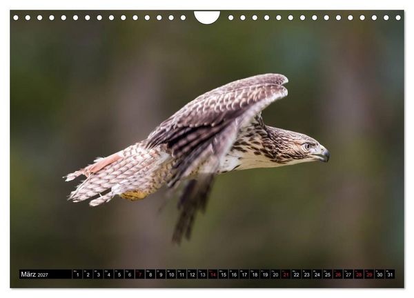 Produktbild: Greifv&ouml;gel und Eulen (Wandkalender 2027 DIN A4 quer), CALVENDO Monatskalender
