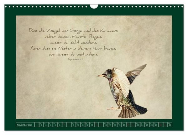 Produktbild: Stare und Weisheiten (Wandkalender 2026 DIN A3 quer), CALVENDO Monatskalender