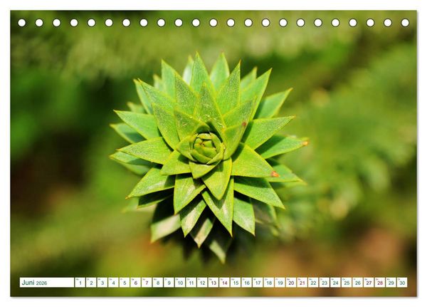 Produktbild: GR&Uuml;N . Die Kraft der Natur (Tischkalender 2026 DIN A5 quer), CALVENDO Monatskalender