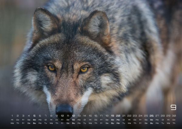 Produktbild: Wolf &ndash; Im Schatten des Waldes - 2027 - Kalender DIN A3