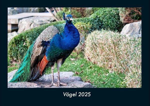 Produktbild: V&ouml;gel 2025 Fotokalender DIN A4