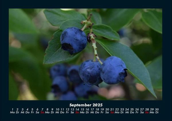 Produktbild: Obstkalender 2025 Fotokalender DIN A4