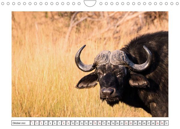 Produktbild: Wildlife - Tiere in Namibia (Wandkalender 2022 DIN A4 quer)