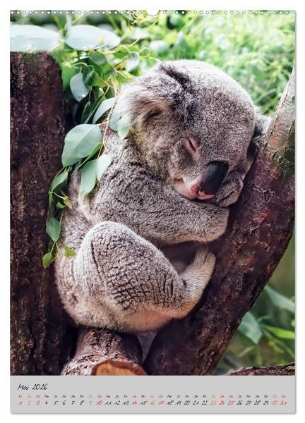 Produktbild: Koala, kleiner B&auml;r (Wandkalender 2026 DIN A2 hoch), CALVENDO Monatskalender