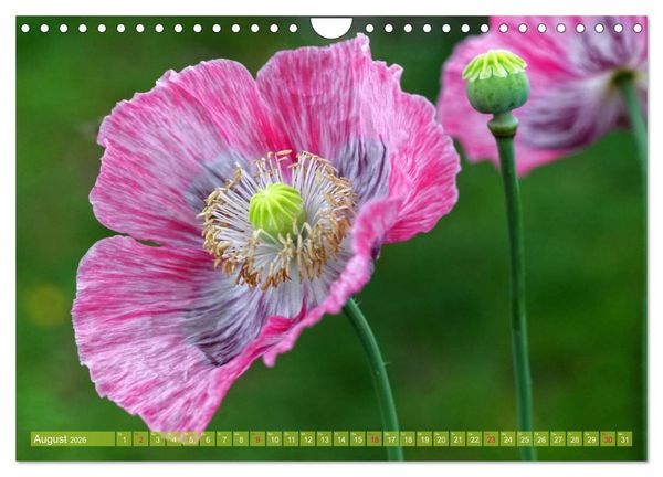 Produktbild: Mohn Tage (Wandkalender 2026 DIN A4 quer), CALVENDO Monatskalender