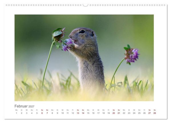 Produktbild: Lustige Zieselbabys (Wandkalender 2027 DIN A2 quer), CALVENDO Monatskalender