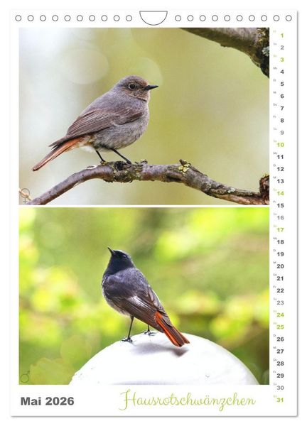 Produktbild: Vogel-Paare (Wandkalender 2026 DIN A4 hoch), CALVENDO Monatskalender