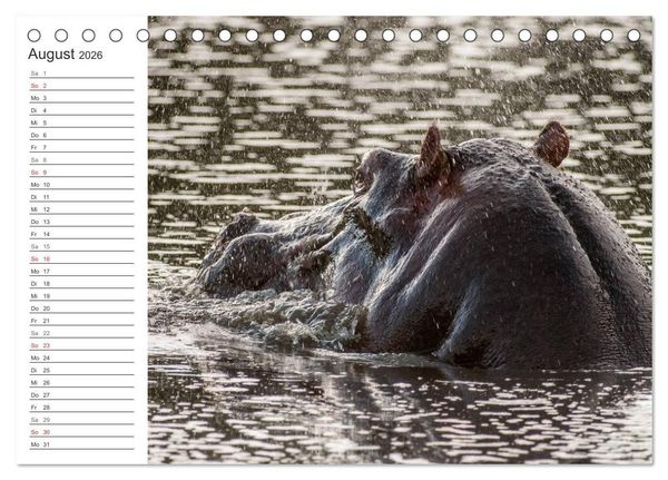 Produktbild: Emotionale Momente: Nilpferde hautnah (Tischkalender 2026 DIN A5 quer), CALVENDO Monatskalender