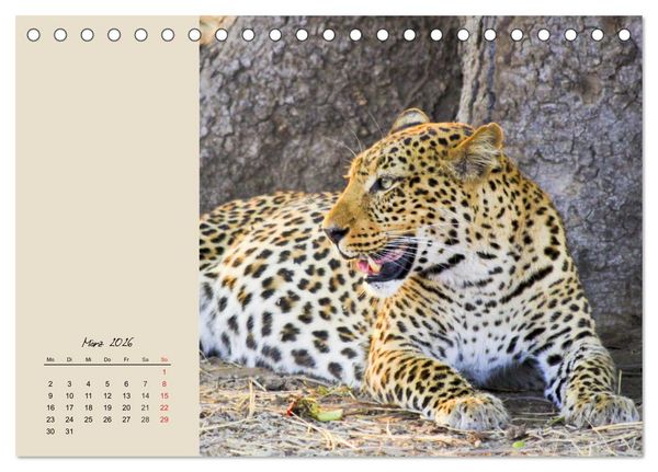 Produktbild: Leoparden. Geschmeidig, kr&auml;ftig und klug (Tischkalender 2026 DIN A5 quer), CALVENDO Monatskalender