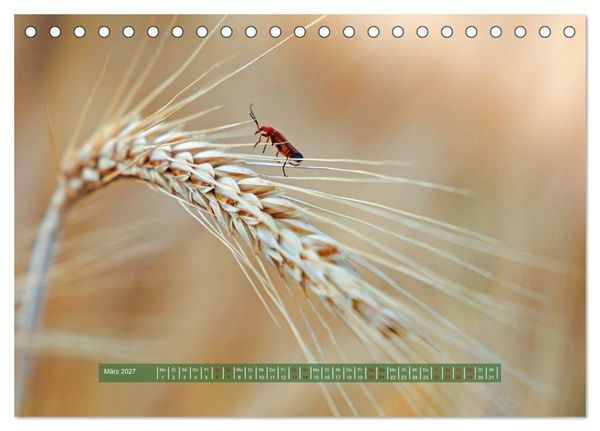 Produktbild: Feldansichten (Tischkalender 2027 DIN A5 quer), CALVENDO Monatskalender