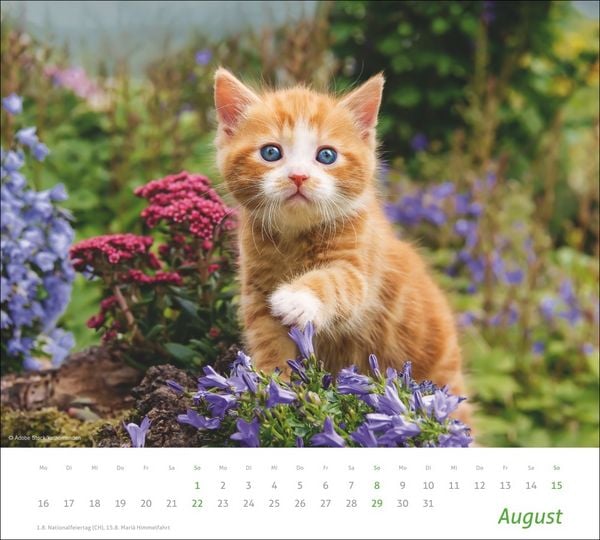 Produktbild: times&more Katzen Bildkalender 2027