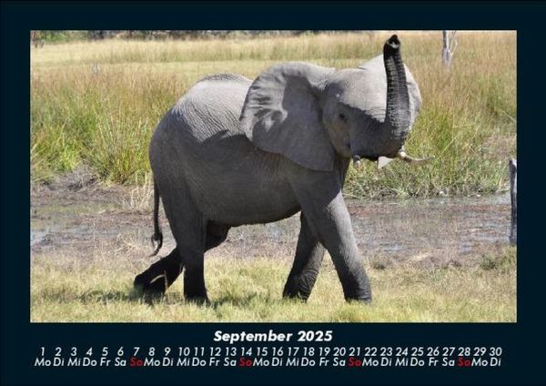 Produktbild: Der Elefantenkalender 2025 Fotokalender DIN A5