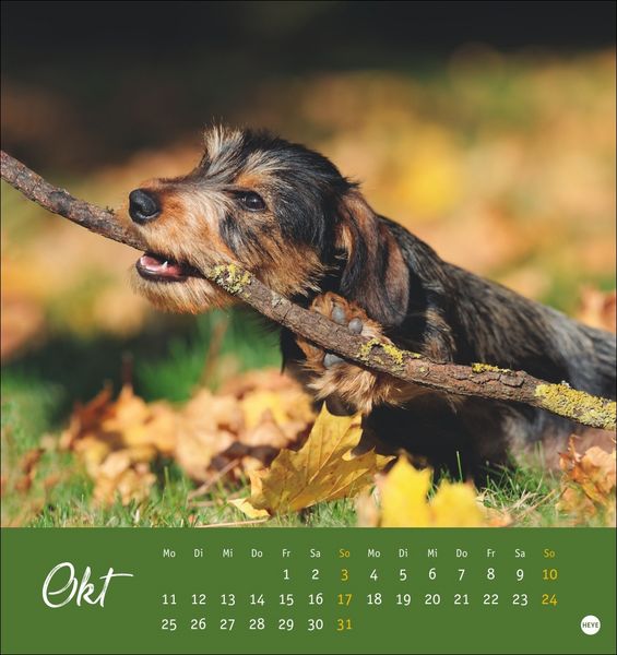Produktbild: Dackel Postkartenkalender 2027
