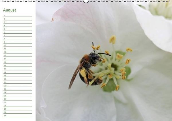 Produktbild: Bienen - Emsige Helfer (Wandkalender immerw&auml;hrend DIN A2 quer)