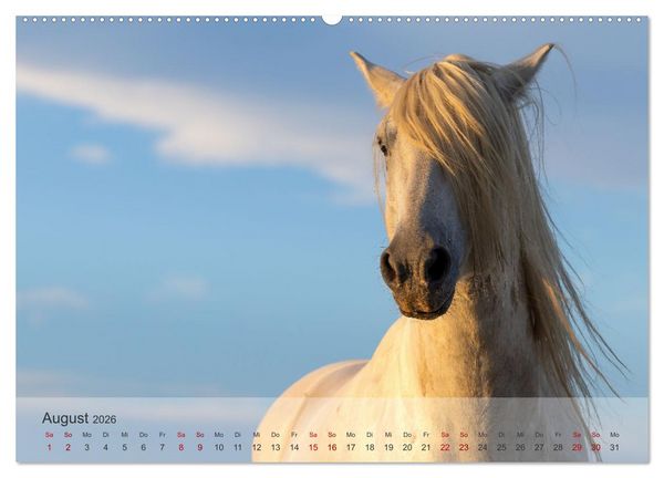 Produktbild: Die wei&szlig;en Pferde der Camargue (hochwertiger Premium Wandkalender 2026 DIN A2 quer), Kunstdruck in Hochglanz