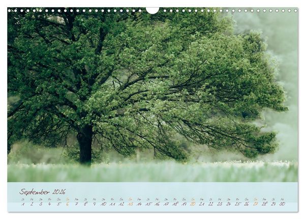 Produktbild: Sch&ouml;nheiten des Waldes (Wandkalender 2026 DIN A3 quer), CALVENDO Monatskalender