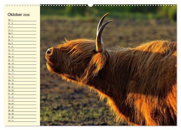 Produktbild: Schottische Hochlandrinder. Freundlich, sch&ouml;n und robust (Wandkalender 2026 DIN A2 quer), CALVENDO Monatskalender